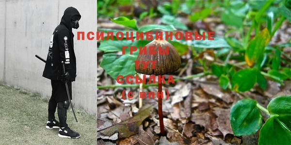 ГАЛЛЮЦИНОГЕННЫЕ ГРИБЫ Белокуриха